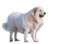 Rena Hund Dog - PNG gratuit GIF animé