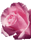 pink sparkley rose - Free animated GIF Animated GIF