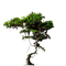 tree - png gratis GIF animasi