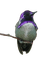 Hummingbird 07 - бесплатно png анимированный гифка