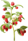 Fruits - ingyenes png animált GIF