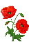 coquelicot gif poppy flower - GIF animé gratuit GIF animé