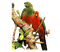 Попугаи - Free PNG Animated GIF