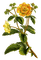 fleur jaune.Cheyenne63 - png gratis GIF animasi