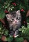 Kaz_Creations Cats Cat Kittens Kitten - ilmainen png animoitu GIF