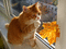 Cat in Autumn - Ücretsiz animasyonlu GIF animasyonlu GIF