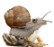 snail frog - darmowe png animowany gif