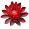Lotus - zdarma png animovaný GIF