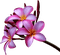 fleurs - kostenlos png Animiertes GIF