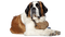 Dog - бесплатно png анимированный гифка