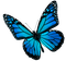 Butterfly.Blue