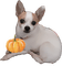 Pepper the dog with pumpkin