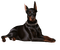 gothic dog by nataliplus - бесплатно png анимированный гифка