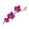 purple flower - gratis png animeret GIF