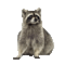Disco Raccoon