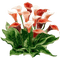 calla bouquet - ingyenes png animált GIF