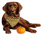 Dog Autumn - Labrador Retriever - PNG gratuit GIF animé