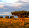 savanne - δωρεάν png κινούμενο GIF