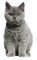 Kaz_Creations Cat - gratis png geanimeerde GIF