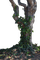 Tree-Stock - zadarmo png animovaný GIF