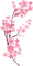 cherry blossom Bb2 - PNG gratuit GIF animé