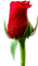 rose rouge Cheyenne63 - zdarma png animovaný GIF