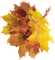 Automne - Free PNG Animated GIF