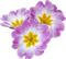 Kaz_Creations Deco Flowers Colours - png gratis GIF animado