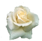 trandafir - ingyenes png animált GIF