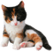 Котенок - gratis png geanimeerde GIF