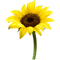sunflowers bp - gratis png animerad GIF