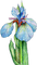 iris Bb2 - Free PNG Animated GIF