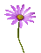 Flor color lila