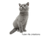 rfa créations - chat chartreux - ingyenes png animált GIF