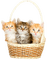 Kittens.Orange.Brown.White - By KittyKatLuv65 - png gratis GIF animado