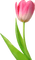 Kaz_Creations Deco Flowers Tulips Flower - png gratuito GIF animata