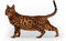 Kaz_Creations Cats Kittens Cat Kitten - безплатен png анимиран GIF