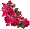 Flowers pink rose bp - δωρεάν png κινούμενο GIF