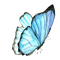 ✶ Butterfly {by Merishy} ✶ - бесплатно png анимированный гифка