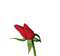 rose rouge - GIF animado grátis Gif Animado