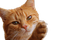 Cat - GIF animé gratuit