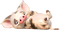 cerdo - PNG gratuit GIF animé
