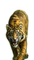 Rena Tiger Raubkatze Animal Tier - bezmaksas png animēts GIF