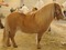 chevaux - png gratis GIF animasi