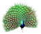 Y.A.M._Peacock bird - Free PNG Animated GIF