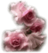 Rosas - png gratis GIF animasi