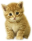 sweet kitty - PNG gratuit GIF animé