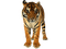 Тигр - ilmainen png animoitu GIF