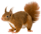 squirrel katrin - bezmaksas png animēts GIF