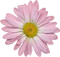 Flowers dm19 - zadarmo png animovaný GIF